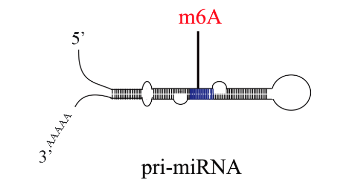 内蒙古m7G+m3C RNA甲基化,甲基化