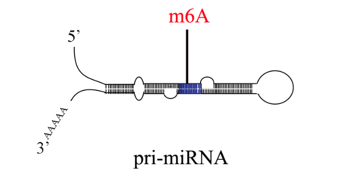 dna 去甲基化怎么表示