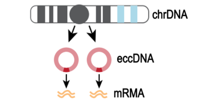 mRNA甲基化修饰,甲基化
