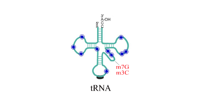 m6A RNA甲基化热点,甲基化