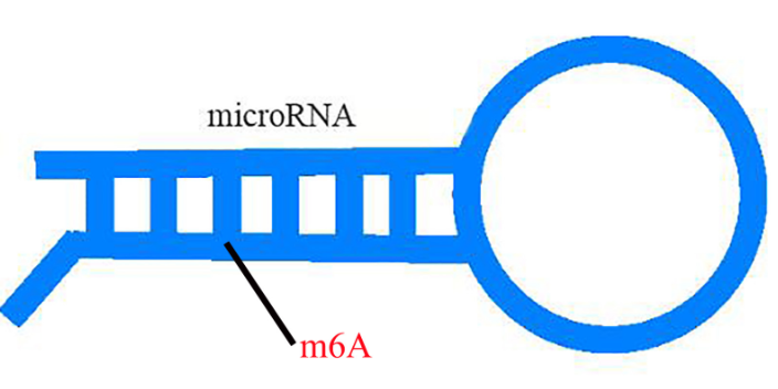 浙江环状RNA甲基化,甲基化