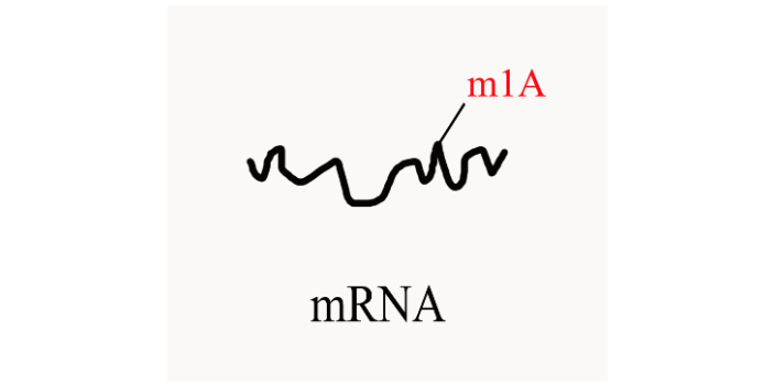 青海环状RNA甲基化,甲基化