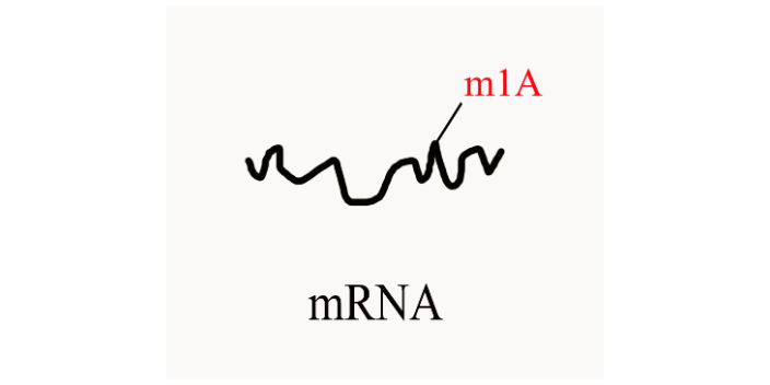 dna 去甲基化研究