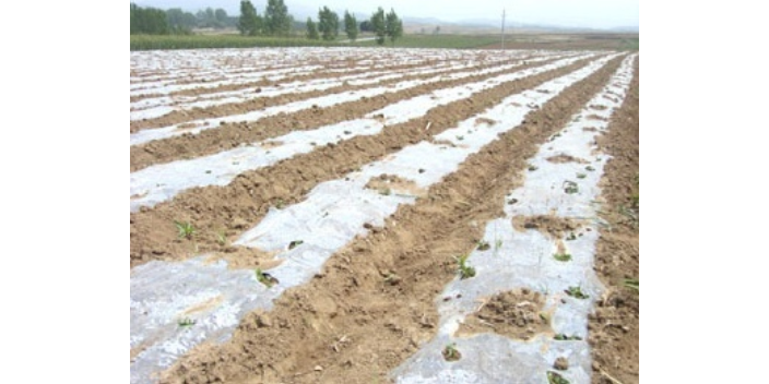 銀灰色農用地膜生產流程 深圳市綠自然生物降解科技供應