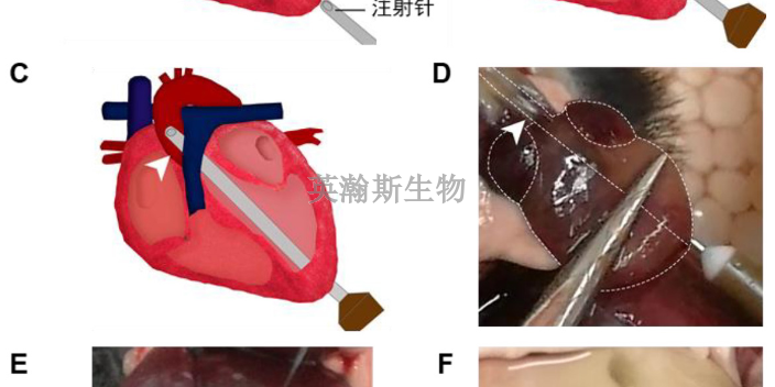 辽宁医学动物实验外包报告,动物实验外包