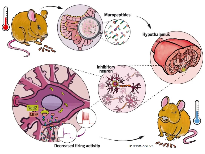 MAG-MED系列體組分分析系統(tǒng) 江蘇麥格瑞電子科技供應