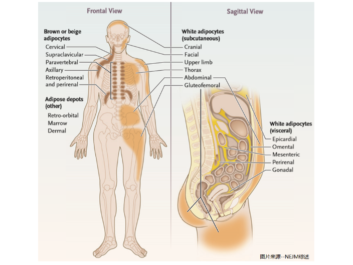 一站式體組分應(yīng)用領(lǐng)域示例 江蘇麥格瑞電子科技供應(yīng)