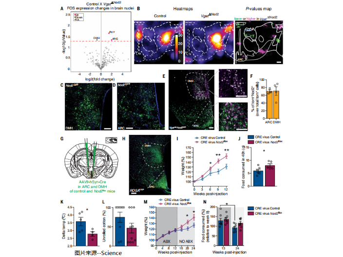 清醒小動物體組分儀器咨詢 江蘇麥格瑞電子科技供應(yīng)