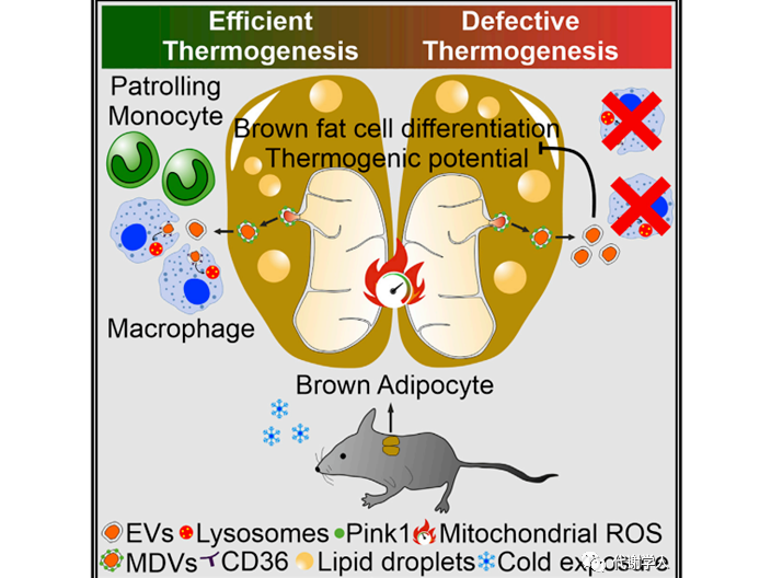 小核磁體組分儀供應(yīng)商 江蘇麥格瑞電子科技供應(yīng)