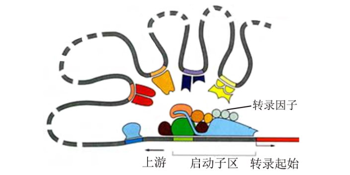 青海修饰表观遗传组测序研究,表观遗传组测序