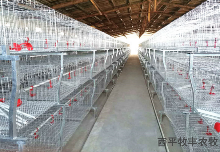 笼养鸡鸡笼的选择 西平牧丰农牧设备供应