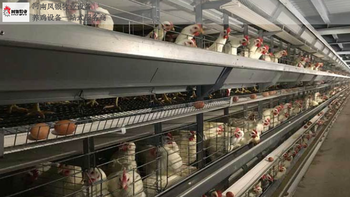 内蒙古小型自动化养鸡设备现价 河南凤银牧业养殖设备供应