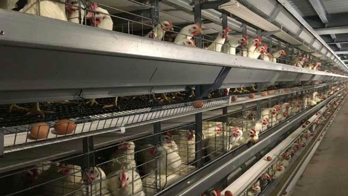 河南蛋鸡笼自动化养鸡粪污处理系统 河南凤银牧业养殖设备供应;