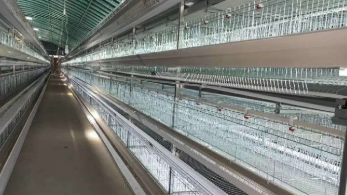 福建全自動化養雞設備有什么優點 河南鳳銀牧業養殖設備供應