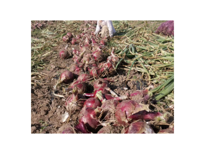 虹口區(qū)食堂蔬菜配送視頻