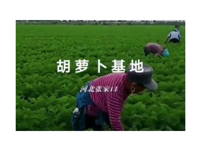 蔬菜農産品批發價格