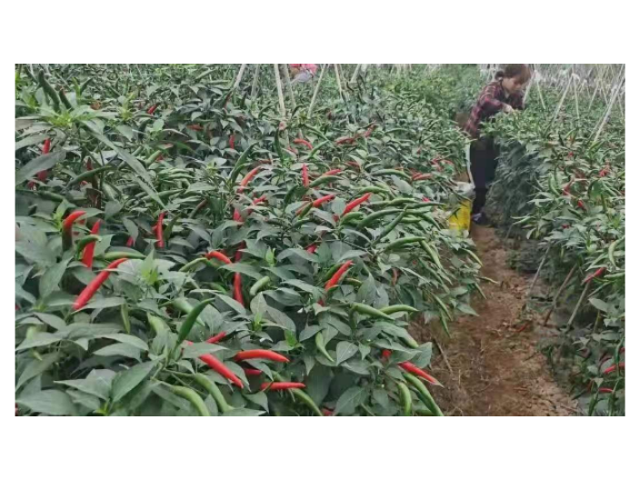 寶山豬肉配送哪家好