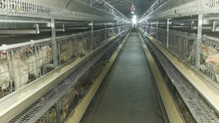 重庆大型自动化养鸡喂料 西平牧丰农牧设备供应