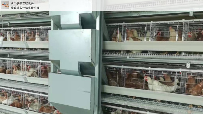 四川现代自动化养鸡设备安装 西平牧丰农牧设备供应