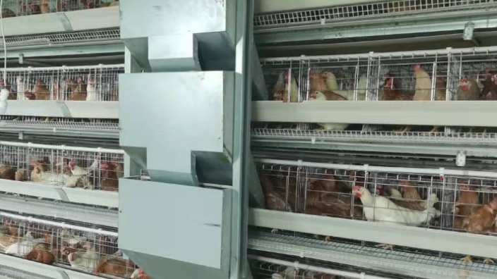 重庆十万只自动化养鸡料线 西平牧丰农牧设备供应;