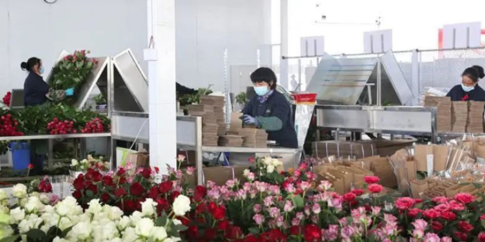 北京鲜花产量 创新服务 山东鑫燕农业供应
