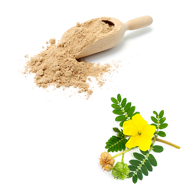 Tribulus Terrestris Extract Factory|Tribulus Terrestris Extract Maker