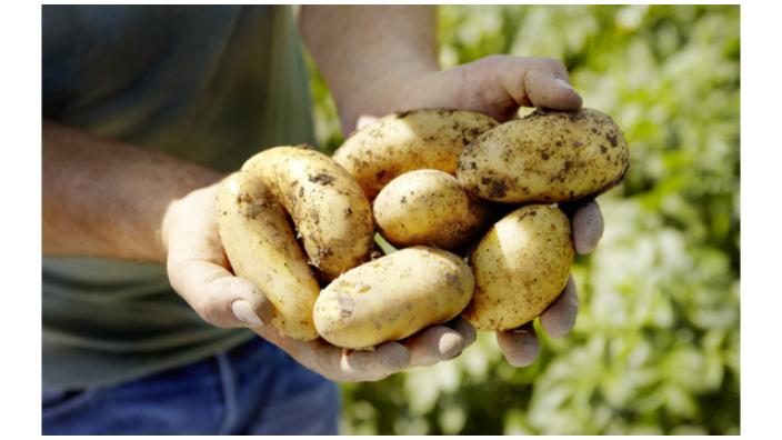 张掖天然马铃薯粉多少钱一吨 爱味客马铃薯加工供应