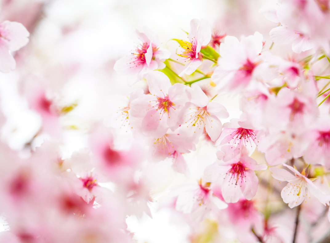 櫻花
