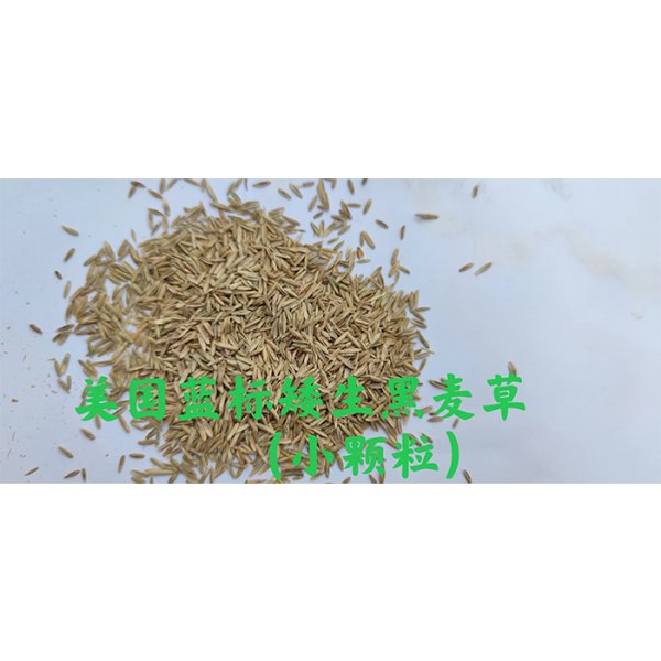 多年生黑麥草