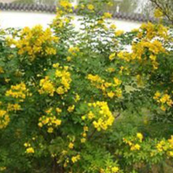 黃花決明