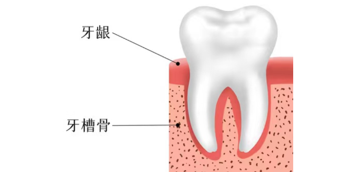 北京值得推薦的自體牙骨粉處理液有口碑