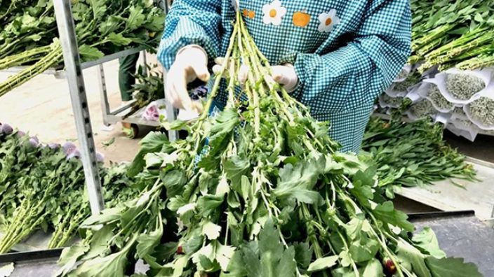 安徽六安鲜花包扎 服务为先 山东鑫燕农业供应