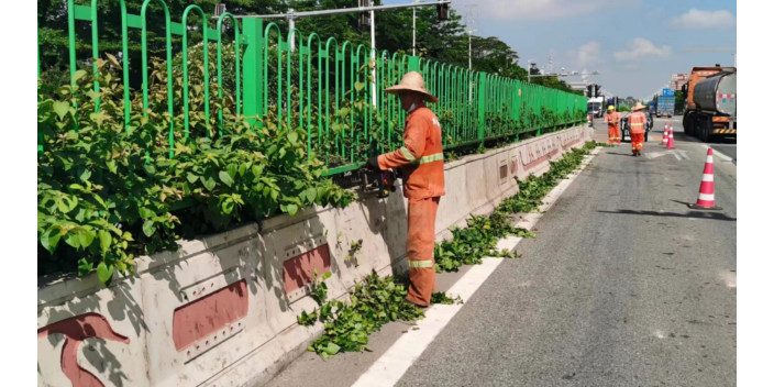 广州市政道路绿化养护承包,绿化