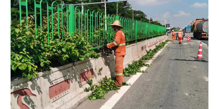 佛山市政道路绿化