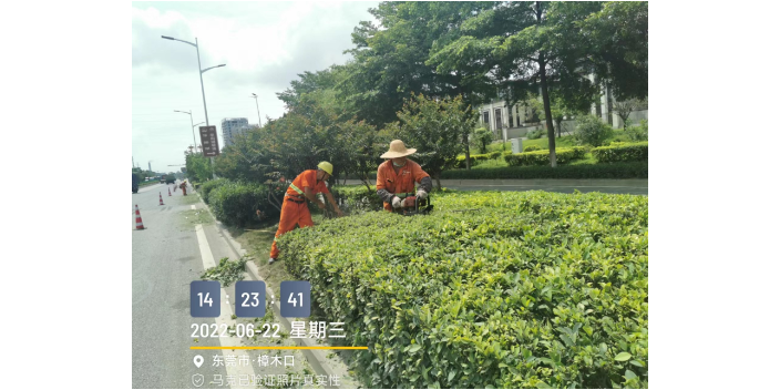 广州市政道路绿化养护报价,绿化
