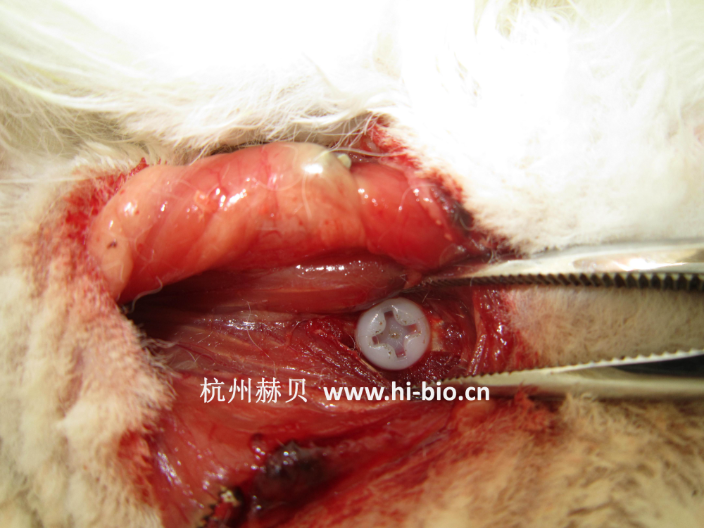 杭州細(xì)胞分子生物學(xué)實(shí)驗(yàn)服務(wù)中心 杭州赫貝科技供應(yīng)
