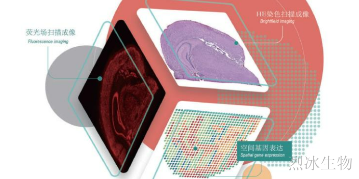 杭州烈冰空间转录组商业化服务
