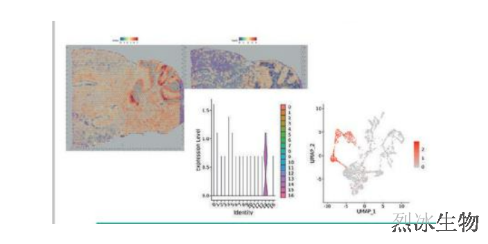 温州空间转录组数据分析
