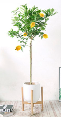 黃金檸檬樹