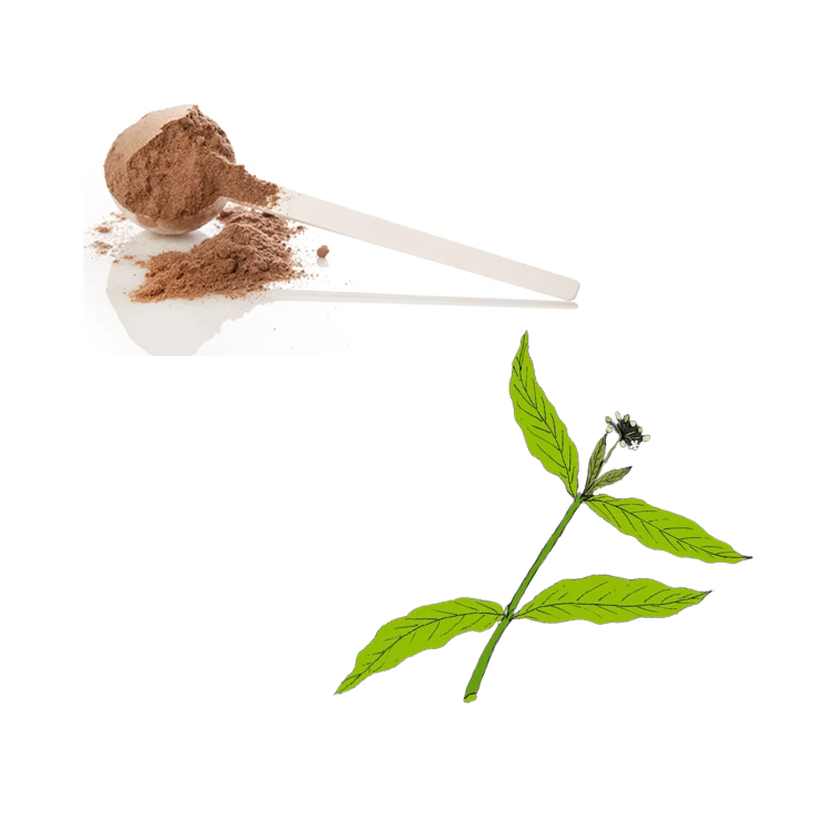 Nutramont Men's Health Yohimbe Extract, Maca Extract