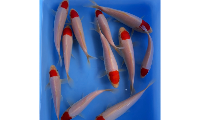 杭州紅白錦鯉魚(yú)苗出售,錦鯉