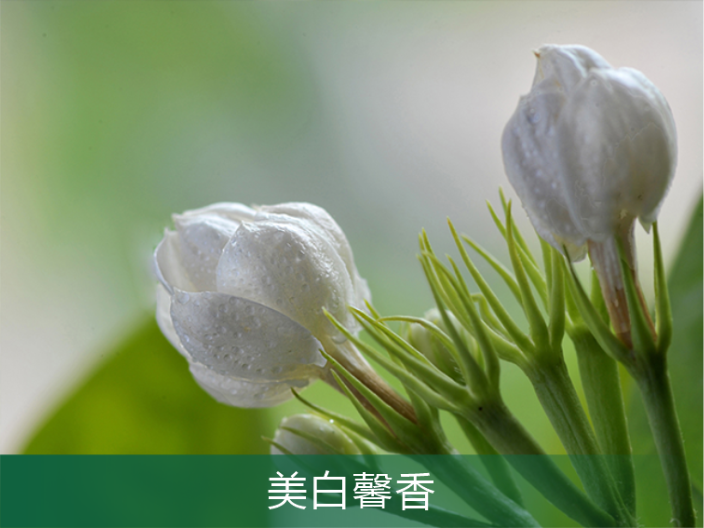 越秀区茉莉花招商加盟 广州原渡生物科技供应