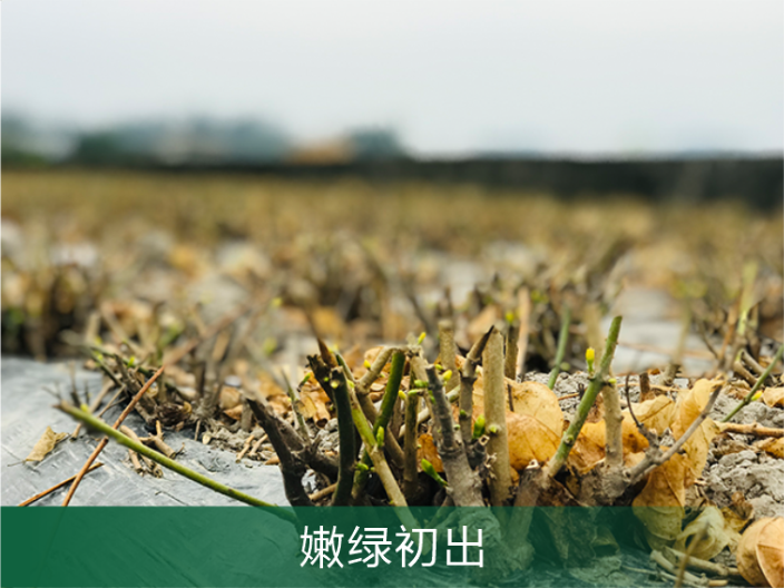 从化区茉莉花产品定制 广州原渡生物科技供应;