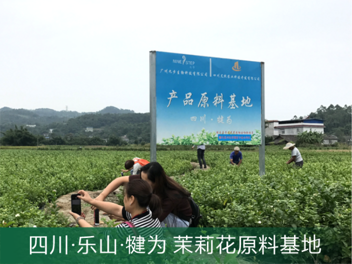 越秀区茉莉花品牌定制 广州原渡生物科技供应