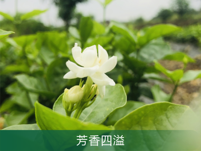 汕頭茉莉花種植基地