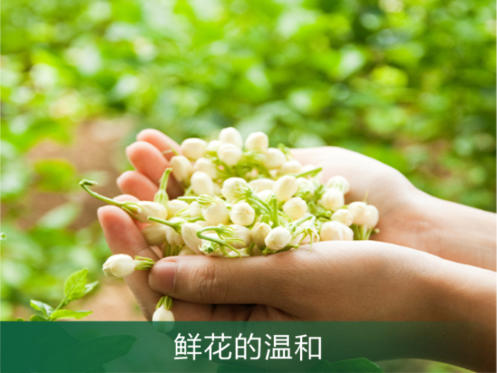从化区茉莉花产品定制 广州原渡生物科技供应