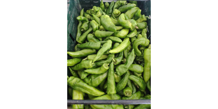 杭州水果蔬菜配送生产厂家 铸造辉煌 上海爱娥蔬菜种植供应
