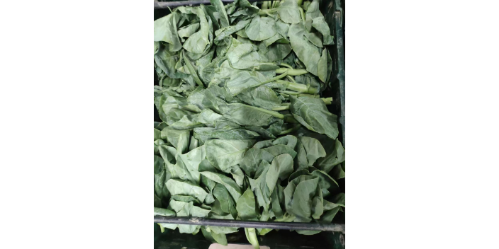 闵行区抖音蔬菜配送生产厂家 铸造辉煌 上海爱娥蔬菜种植供应;
