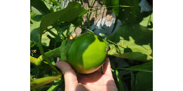虹口區小程序蔬菜配送哪家好 信息推薦 上海愛娥蔬菜種植供應