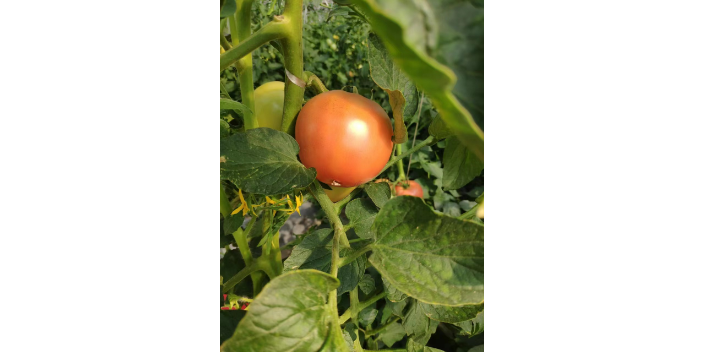 杭州飯館蔬菜配送中心 服務至上 上海愛娥蔬菜種植供應